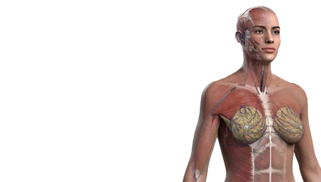 See the most advanced 3D female anatomy model